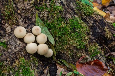 Çam ormanında Lycoperdon Perlatum mantarları..