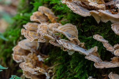 Trametes versicolor, ayrıca Polyporus versicolor olarak da bilinir, dünya çapında yaygın olarak bulunan ve ağaç gövdelerinde yetişen geleneksel tıbbi mantar türüdür..