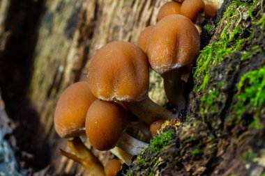 Psathyrella piluliforis Common Stump Brittlestem mantar kırmızımsı kahverengi mantar gruplar halinde dikleşir, doğal ışık.
