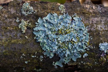 Eski bir ağaç dalındaki liken hipogymnia bitkilerinin yakın çekimi..