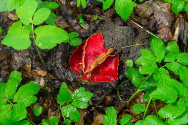Bahar yenilebilir kırmızı mantarlar Sarcoscypha ormanda yetişir. Kapat. Sarcoscypha austriaca ya da Sarcoscypha coccinea - Bahar mevsiminin başlarındaki Scarlet elf Kupası olarak bilinen mantarlar. taze mantar toplama.