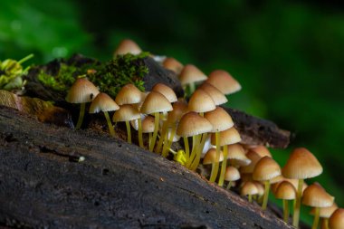 Yenilemez mantar ormanlarda, Orta Avrupa 'da, Mycena Renati' de yetişir..