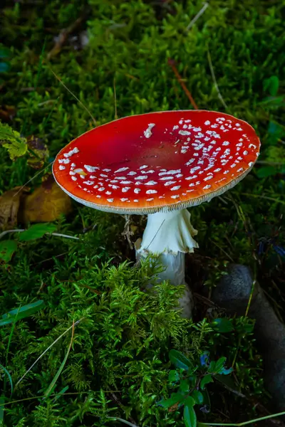 Close-up of a Amanita poisonous mushroom in nature. Fly amanita Amanita muscaria mushroom.