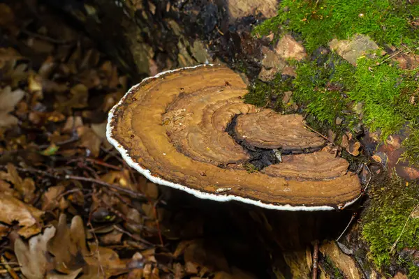 Beyaz kenarlı kahverengi ayı mantarı ve ormanda yeşil yosun - Ganoderma applanatum.