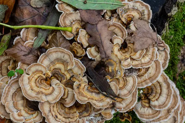 stock image Trametes versicolor, also known as Polyporus versicolor, is a common polypore mushroom found throughout the world and also a well-known traditional medicinal mushroom growing on tree trunks.