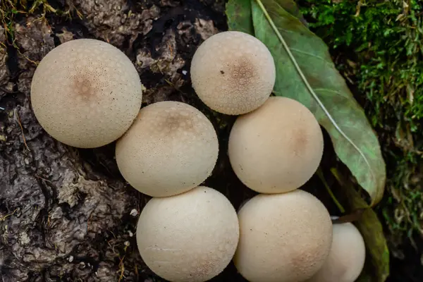 Çam ormanında Lycoperdon Perlatum mantarları..