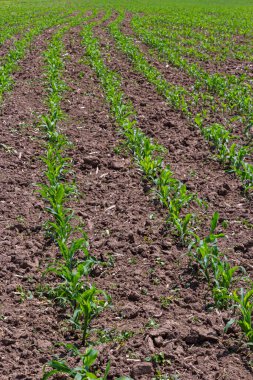 Güneşli bir günde tarlada yetişen genç mısır bitkileri. Seçici odak.
