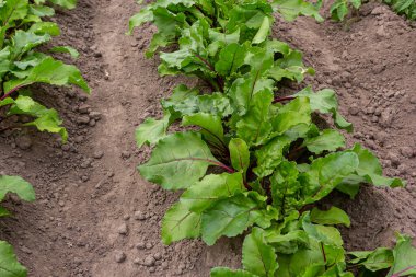 alan genç yeşil şeker pancarı.