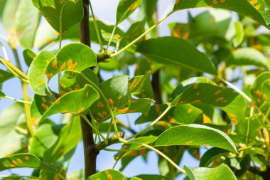 Armut yaprakları armut istilası altında..