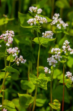 karabuğday çiçek sahada.