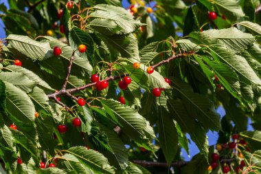 Olgun büyük meyveli kiraz ağacı dalı.