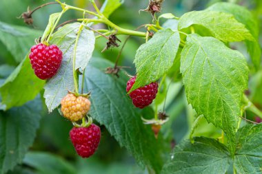 Bahçedeki ahududu dalı. Üretim Odaklanma.