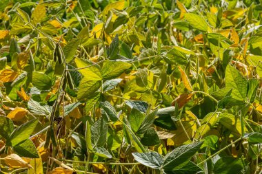 Soya fasulyesi tarlada yetişir. Seçici odaklanma. Doğa.
