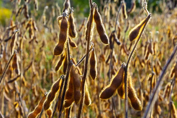 Soya fasulyesi makrosu. Soya fasulyesi hasadı, tarım baklagilleri. Soya fasulyesi tarlası - kuru soya kabuğu.