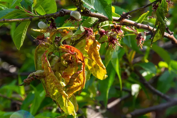 Şeftali ağacında hasta yapraklar. Taphrina deformans.