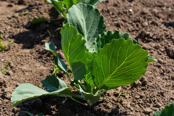 Genç lahana Filiz Sebze yatak.