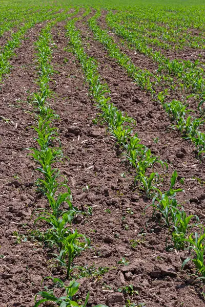 Güneşli bir günde tarlada yetişen genç mısır bitkileri. Seçici odak.