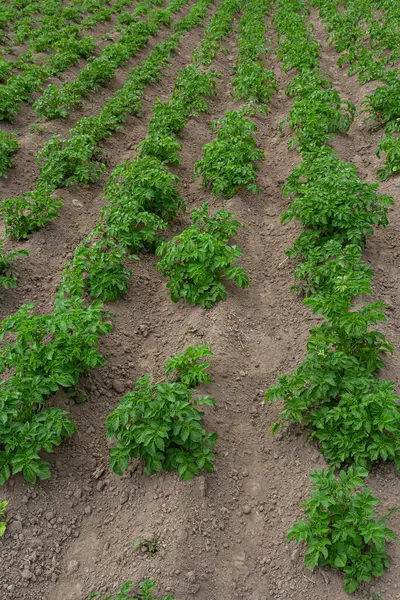 patates alan yeşil sürgünler patates ile.