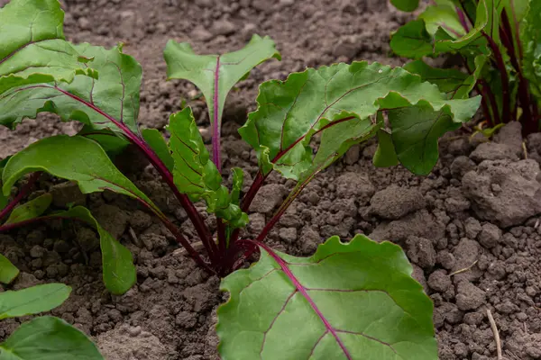 Bir parça pancar kökü. Taze yeşil pancar kökü yaprağı ya da pancar kökü tohumu. Yeşil pancar sırası organik çiftlikte büyür. Bahçe yatağında büyüyen pancar kökü yaprakları. Pancar yaprağı tarlası.