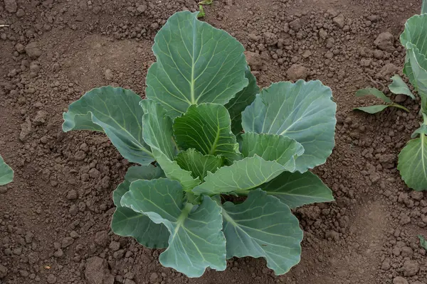 Genç lahana Filiz Sebze yatak.