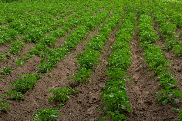 patates alan yeşil sürgünler patates ile.