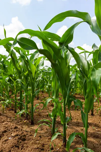 Güneşli bir günde tarlada yetişen genç mısır bitkileri. Seçici odak.
