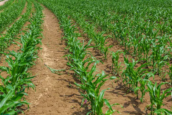 Güneşli bir günde tarlada yetişen genç mısır bitkileri. Seçici odak.