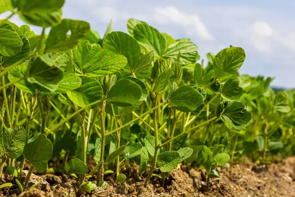 Bir tarladaki soya fasulyesi tarlasından çıkan bir filizlenme diğer filizlerle birlikte bir sırada yetişiyor. Seçici odaklanma. Yumuşak odak.