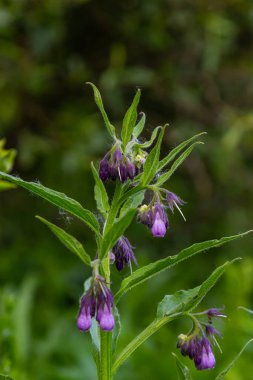 Çayırda, yabani otların arasında Comfrey Symphytum officinale çiçek açıyor..