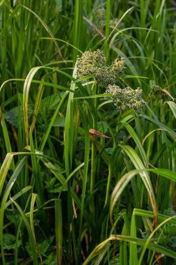 Scirpus sylvaticus, Cyperaceae familyasından bir bitki türü..