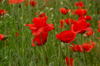 Papaver rhoeas veya yaygın gelincik, Papaveraceae familyasından kırmızı yapraklı yıllık otçul bitkidir..