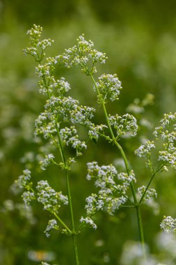 Haziranda güzel açan beyaz yatak örtüsü, Galyum albümü.