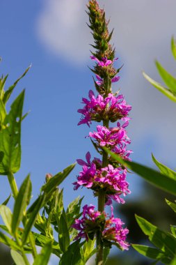 Mor gevşemiş Lythrum salikaria infloresans. Lythraceae familyasındaki çiçek başakları, ıslak yaşam alanlarıyla ilişkilidir..