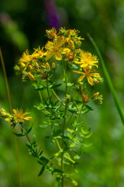 Hypericum perforatum sarı çiçeklerine yakın plan, bitkisel bir ilaç..