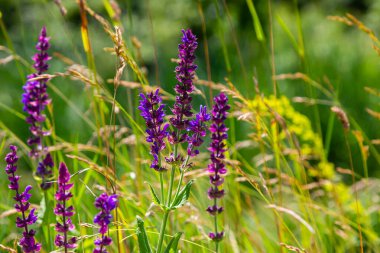 Orman adaçayı çiçekleri, Salvia Nemorosa, yakın plan. Salvia Nemorosa 'nın arka planı, güzel mor çiçekli bir salvia. Meşe ağacından mor çiçekler..