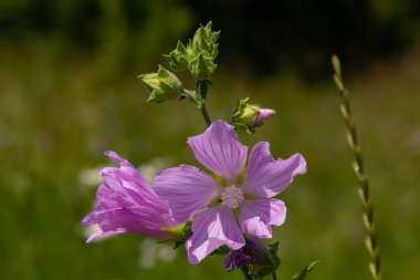 Malva alcea 'nın çiçekleri daha büyük misk, soluk, mine ya da gülhock mallow, yumuşak bulanık yeşil çimen arka planda.