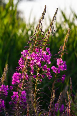 Çiçek açan muhteşem ateş otu Chamaenerion angustifolium akşam güneşi tarafından vurgulanır. Bir demet çiçek açan Rosebay Willoerbs.