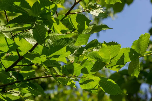 Hornbeam yaprağı güneşte. Taze yeşil yapraklı Hornbeam ağacı dalı. Güzel yeşil doğal arka plan. Bahar yaprakları.