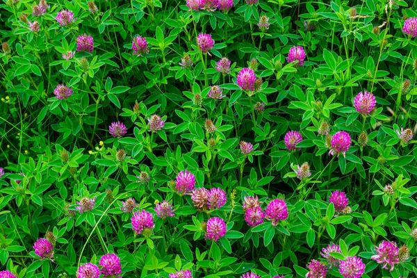 Bu yaban çiçeği Trifolium alpestre, Mor küre yoncası veya Baykuş başlı yonca, Fabaceae ailesinden..