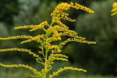 Sonbaharda Solidago Altissima 'nın yabani çiçekleri.