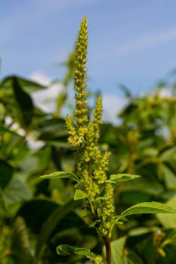 Green amaranth Amaranthus hybridus in flower. Plant in the family Amaranthaceae growing as an invasive weed. clipart