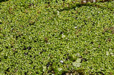 Ördek otu. Ördek otu yetiştiriyorum. Lemna trisulca .