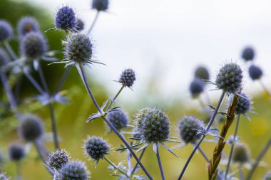 Eryngium Planum veya Mavi Deniz Holly çayırda çiçek yetiştiriyor. Vahşi Bitkiler.