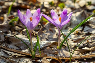 Crocus heuffelianus ya da Crocus vernus 'un dev krokusu ile kapatın. Ormanda açan mor çiçek..