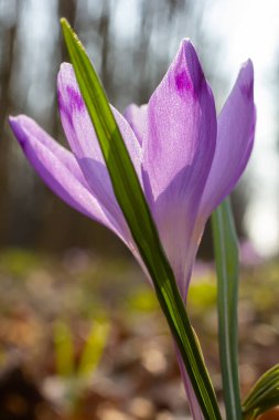 Crocus heuffelianus ya da Crocus vernus 'un dev krokusu ile kapatın. Ormanda açan mor çiçek..