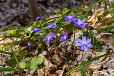 Hepatica nobilis, ciğer yaprağı ya da karaciğer otunun narin ve zarif bir görüntüsü. Renkli orman arka planında çiçek açan mor çiçekler. Çiçek duvar sanatı duvarı süsleyecek. Doğada yabani çiçekler.