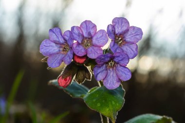 Yeşil yapraklar üzerinde canlı ve parlak pulmonarya çiçekleri yakın plan.