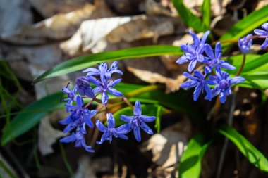 Scilla bifolia, Asparagaceae familyasından uzun ömürlü bir bitki türü. Erken dönem çiçekli bitki Scilla bifolia 'nın sanat fotoğrafı..