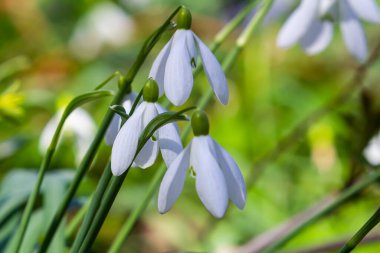 Beyaz kartopu çiçekleri. Galanthus çiçekleri, baharın başlarında, yeşil arka planda güneş tarafından aydınlatılan bulanık bir çiçek. Amaryllidaceae familyasındaki Galanthus nivalis ampul, daimi bitkisi..