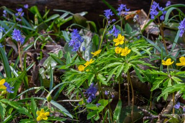 Latince Anemonoides ranunculoides ya da Anemone ranunculoides 'te sarı ahşap şakayık ya da düğün çiçeği..